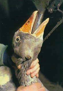 ATT00003 awareness  Stop Eating Foie Gras 