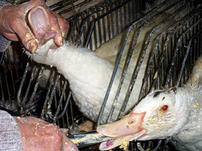 ATT00008 awareness  Stop Eating Foie Gras 